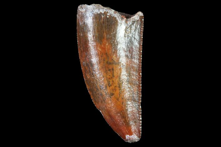 Raptor Tooth - Real Dinosaur Tooth #102368